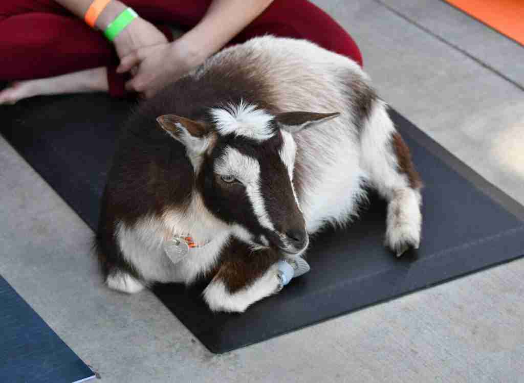 Benefits Of Goat Yoga