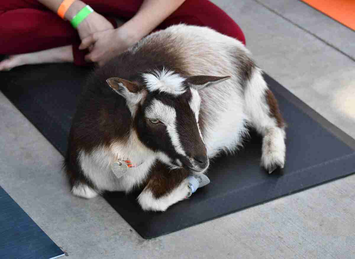 12 Benefits Of Goat Yoga (And Why You Should Try It!) Altinify