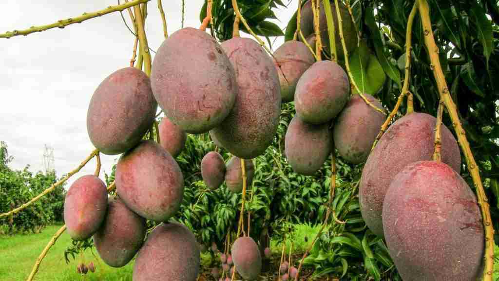 Benefits and Disadvantages of Mango