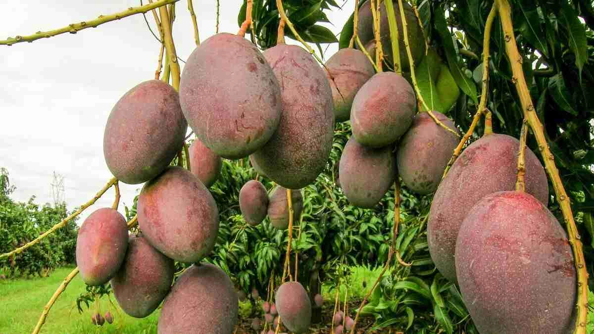 15 Benefits And Disadvantages Of Mango That You Should Know Altinify