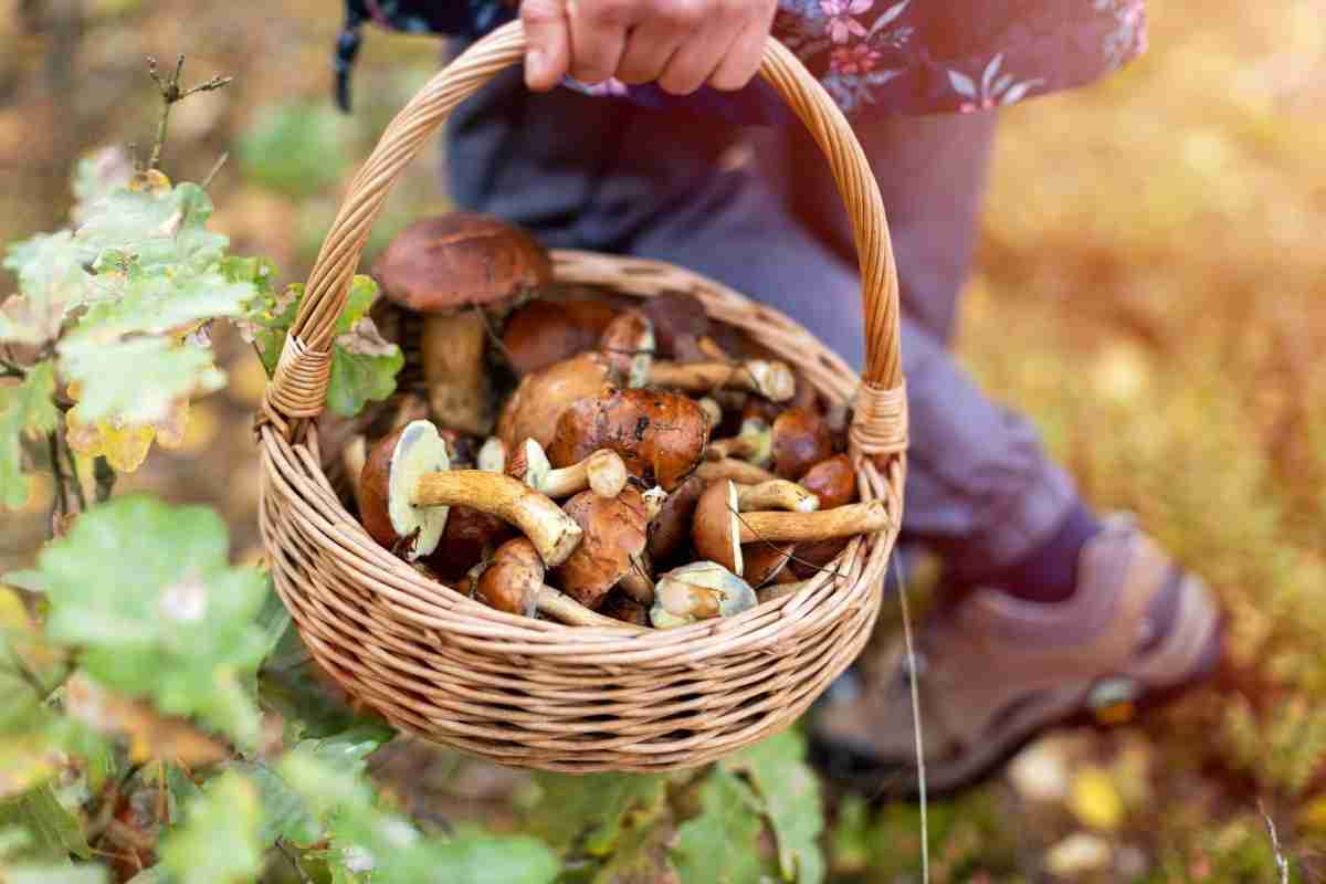 These 9 Mushrooms Have The Most Protein Altinify