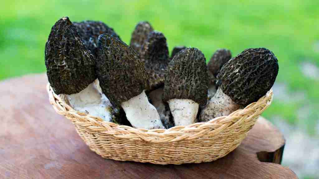 These 9 Mushrooms Have The Most Protein