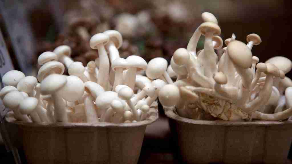 These 9 Mushrooms Have The Most Protein