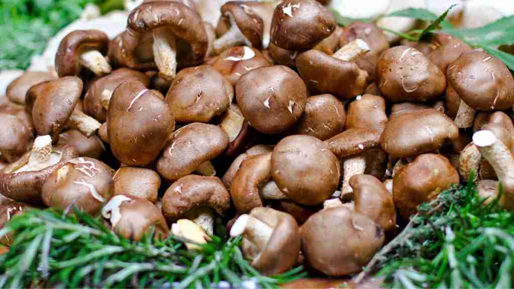 These 9 Mushrooms Have The Most Protein