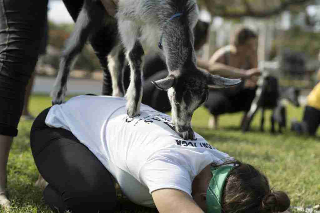 what are the benefits of goat yoga