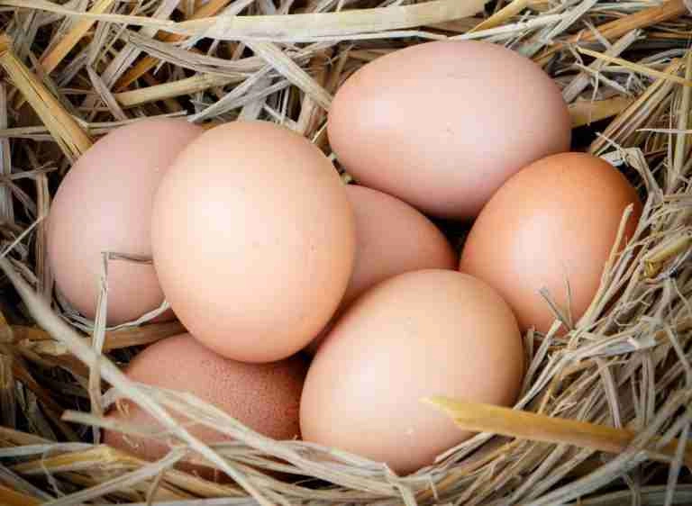 What Do Raw Eggs Taste Like Here's What I Think! Altinify