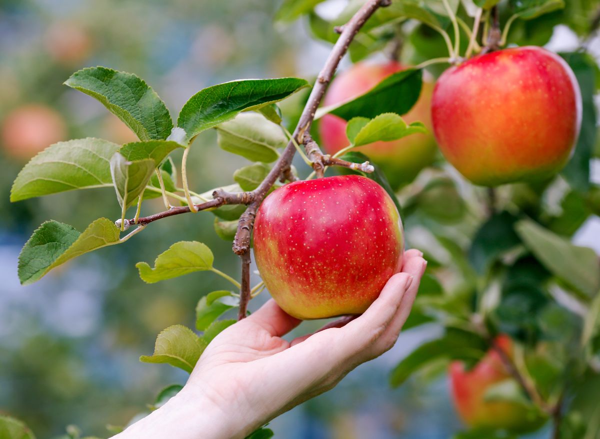 Are Grapes Good For Weight Loss? (Let's Find Out What Science Says